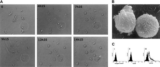 Fig. 3. Emergence and characterization of nonadherent cells. / (A) Time-lapse images of cells in a special incubation chamber were acquired by a digital camera and analyzed by Analysisdocu software (Soft Imaging Systems, Leidenfelden, Germany). At hour 0 of culture, the cell morphology was characterized by pseudopodia and buds. After 4 hours, the cells began to retract their pseudopodia and become more spherical. Cells that were destined to divide then began to enlarge. After 14 hours and 15 minutes of culture, a cell division was observed (arrow). (B) Raster electron micrograph (original magnification, × 2000) shows that NA cells are spherical and lack pseudopodia. (C) A representative flow cytometric analysis of surface CD34 and CD133 expression on NA cells (n = 6) derived by stimulation of 6-week-old adherent cells with SCF for 72 hours. Cells were incubated with an isotype-matched control mouse antibody (i). No NA cells expressed CD34 (ii), but a subset expressed CD133 (iii).