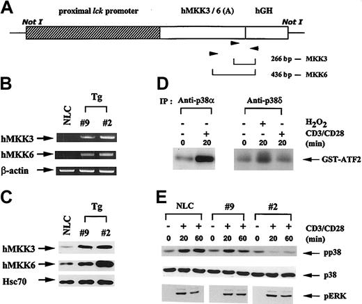 Fig. 1. Generation of lck-MKK3b(A)/MKK6b(A) transgenic mice. / (Panel A) Schematic representation of the MKK3b(A)/6b(A) transgene. MKK3b(A) and MKK6b(A) were subcloned between the proximal lck promoter and human growth hormone (hGH) polyadenylation signals and intron sequence. Arrowheads indicate the locations of the transgenic-specific PCR primers. (Panel B) RT-PCR analysis of MKK3b(A) and MKK6b(A) transgene expression in peripheral lymphocytes. mRNA prepared from peripheral blood lymphocytes of 5-week-old MKK3b/6b(A) transgenic mice and normal littermate control (NLC) was amplified using the transgenic-specific PCR primers. The PCR products were resolved using agarose gels. (Panel C) Expression of MKK3b(A) and MKK6b(A) proteins in transgenic mice. The expression levels of MKK3 and MKK6 protein in thymocytes from MKK3b(A)/6b(A) transgenic mice and NLC mice were determined by immunoblots. (Panel D) T-cell activation stimulates mainly p38α. Thymocytes were rested for 4 hours after isolation from mice and then stimulated with immobilized anti-CD3 (10 μg/mL) plus anti-CD28 (2.5 μg/mL) or hydrogen peroxide (500 ng/mL). Lysates were prepared 20 minutes after treatments, and the kinase activity of p38α and p38δ isolated by immunoprecipitation was determined using GST-ATF-2 (1-109) as substrate. (Panel E) Inhibition of p38α activation in different lck-MKK3b(A)/MKK6b(A) transgenic mice. Rested thymocytes from NLC, line-9, and line-2 transgenic mice were stimulated with immobilized anti-CD3 (10 μg/mL) and anti-CD28 (2.5 μg/mL) for 20 minutes and 60 minutes, respectively, and cell extracts were prepared. The contents of the phosphorylated p38 MAPK (pp38) and the total p38α MAPK were determined by immunoblots using anti–phosphorylated T180/Y182 p38 MAPK antibody (Cell Signaling) and anti–p38α C-20 (Santa Cruz Biotechnology), respectively. Activation of ERK was used as an internal control using anti–phosphorylated T202/Y204 ERK (Cell Signaling).