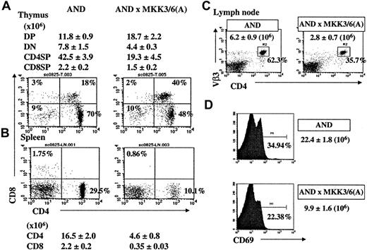 Fig. 5. Positive selection of class II–restricted TCR is reduced in the MKK3(A)/MKK6(A) transgenic mice. / Thymocytes (panel A) and splenocytes (panel B) from AND TCR transgenic mice and AND × MKK3(A)/MKK6(A) transgenic mice were analyzed for CD4 and CD8 expression. The percentages represent the fraction of each subpopulation in a total thymocyte or splenocyte population. The average cell number and SD of each thymic and splenic subpopulation from 6 pairs of mice are indicated. (C) Expression of Vβ3 in lymph node cells from AND mice and AND × MKK3(A)/MKK6(A) mice. The percentage represents the fraction of the CD4+Vβ3+ population in the lymph node cells. The number indicates the average cell number of CD4+Vβ3+ lymph node cells from 6 pairs of mice. (D) Expression of CD69 in thymocytes from AND mice and AND × MKK3(A)/MKK6(A) mice. The percentage shown represents the fraction of the CD69+ population in the total thymocytes, whereas the number indicates the average cell number of CD69+ lymph node thymocytes (± SD) from 6 pairs of mice.