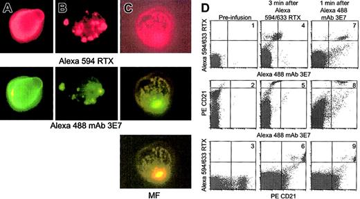Fig. 9. RTX supports C3b deposition in a primate model. / Alexa 594/633 RTX was infused, followed 10 to 20 minutes later by Alexa 488 mAb 3E7. Blood samples were anticoagulated with EDTA, washed and probed as indicated. Erythrocytes were lysed and the remaining cells analyzed by fluorescence microscopy (panels A-C) or flow cytometry (panel D). Original magnification × 250. (A) Monkey BL: 2 minutes after Alexa 594/633 RTX (0.5 mg/kg) infusion, washed cells were probed with Alexa 488 mAb 3E7. (B) Ten minutes after infusion of Alexa 594/633 RTX and 2 minutes after infusion of Alexa 488 mAb 3E7 (1 mg/kg), cells were washed and examined without further probing. (C) Monkey NA: Treated as described in the legend to panel B, except 1.0 mg/kg Alexa 594/633 RTX. MF: mixed function filter. (D) Dot plots present the results of flow cytometry analyses of blood samples taken at different times during the experiment with monkey BL. PerCp CD45 and side scattering were used to identify lymphocytes, and the PE CD21 probe was used to identify B cells.