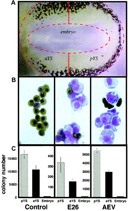 Fig. 1. In vitro transformation of chick blastoderm cells by E26 and AEV leukemia viruses. / (A) Stage 10 blastoderm (embryo with 10 somites) stained with acid benzidine. Blood islands are dark brown. Original magnification, × 2.5. (B) Colonies obtained 4 days after plating blastoderm suspensions in methylcellulose, stained with neutral benzidine and counterstained with May-Grünwald-Giemsa. Mature, hemoglobin-positive cells are dark brown; blastlike cells are light blue and purple. Left to right panels indicate control, E26-, and AEV-transformed cells, respectively. Original magnification, × 100. (C) Quantitation of colony formation of yolk sac and embryo pools, with and without infection by E26 and AEV leukemia viruses. Mock-infected normal colonies were scored after 4 days of incubation, E26-transformed colonies after 10 days, and AEV-transformed colonies after 6 days. Error bars represent values obtained from duplicate cultures.