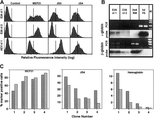 Fig. 4. Characterization of E26- and AEV-transformed clones. / (A) JS4+ cells were infected with each of the 2 viruses, transformed colonies isolated after 6 days (AEV) or 10 days (E26), and expanded until day 17, when they were analyzed by FACS. The top 2 rows represent cells transformed by E26; bottom row, by AEV. (B) Hemoglobin expression in E26-transformed clones. PCR indicates ethidium bromide–stained reverse transcriptase–PCR products; probe, autoradiographs of bands hybridized to an ε-globin– or β-globin–specific probe. Samples (tested in duplicate) correspond to E26-transformed clones 1 and 2. Bone marrow cells from a 2-week-old chick and 3-day yolk sac were used as controls. M indicates marker DNA used to identifiy size of PCR fragments. (C) Histograms showing the proportion of cells positive for MEP21, JS4, and hemoglobin in 4 E26-transformed colonies at day 17 (dark gray bars) and day 24 (hatched bars) after infection. Clones were ordered according to their content of MEP21+ cells.