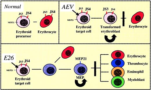 Fig. 5. Model of cell transformation by E26 and AEV avian leukemia viruses. / For explanation, see “Discussion.” Black arrows indicate infection by virus; black lines, differentiation potential; curved arrows, self-renewal; black bars, block of differentiation. The cell surface antigens expressed are indicated in red (erythroid markers) or blue (multipotent progenitor/thrombocytic markers). Highly expressed antigens are indicated by large letters; weakly expressed antigens by smaller letters.