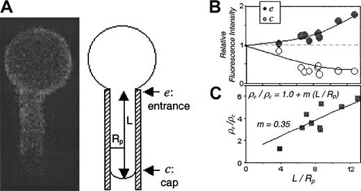 Fig. 4. Fluorescence imaged microdeformation (FIMD) analysis of RhAG on a normal erythrocyte. / (A) Image of a micropipette-aspirated erythrocyte with fluorescently labeled RhAG. The schematic illustrates an aspirated cell of projection length L in a pipette of radius Rp. The entrance, e, and cap, c, regions are identified. (B) Relative fluorescence intensities or densities averaged across the entrance and cap for 9 cell projections of various lengths. See “Materials and methods” for normalization method. (C) Ratio of entrance-to-cap densities as a function of projection length. This plot (with linear fit forced to interceptρe/ρc = 1) illustrates the increasing component gradients that are characteristic of considerable cytoskeletal attachment.21 For typical bilayer probes, the slope, m, has a value close to 0.0, whereas freely diffusing proteins such as GPI-linked CD59 give definitively negative slopes.