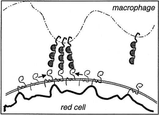 Fig. 7. Schematic of network-linked plus mobile CD47 molecules as they might function in signaling red cell “self” to macrophages.7. / Not shown are the many Rh proteins (and other components), so that the picture is most relevant perhaps to Rhnull red cells. The network-linked CD47 ensures a uniform, if sparse, distribution of this putative “marker of self,” while the mobile fraction of CD47 allows for affinity-driven clustering that reinforces the signal to SIRP-α on the macrophage.