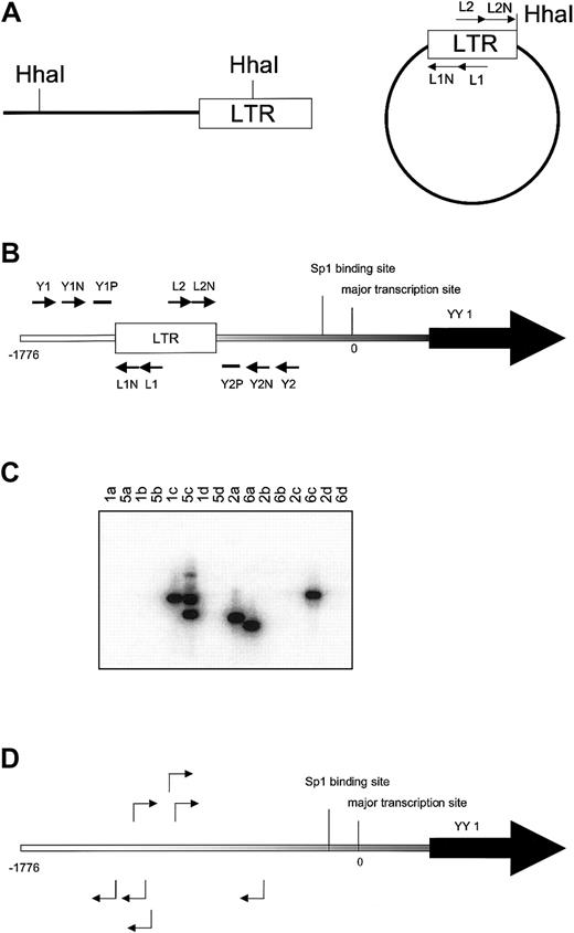 Fig. 1. Identification of common virus integrations in the YY1 locus. / (A) Inverse PCR. Genomic DNA from leukemia cells was digested withHhaI. After ligation PCR was performed with primers L1 and L2 followed by a nested PCR with primers L1N and L2N to amplify LTR-flanking fragments from circularized DNA.(B) Nested PCR with LTR and YY1 primers to detect position and orientation of Graffi-1.4 MuLV integration in the YY1 promoter region. The lowercase letters indicate the position at the promoter in base pairs (bp). The first PCR was performed with the primer sets L1, Y1 (a), L1, Y2 (b), L2, Y1 (c), and L2, Y2 (d), followed by a nested PCR with primers L1N, Y1N (a) and L1N, Y2N (b), L2N, Y1N (c), and L2N, Y2N (d). Probes Y1P and Y2P were used to analyze the specificity of the PCR band by Southern blot. (C) Example of Southern blot analysis to determine virus integration and orientation in the 5′ region of the YY1 gene. Results depicted are from DNA samples of leukemias 1, 2, 5, and 6. PCR products from the 4 different primer combinations (a, b, c, and d) were analyzed. In this example, the blot was hybridized with probe Y1P. The presence of the band in lane 1c indicates that tumor 1 has a virus integration in the reverse orientation. Tumor 5 has 2 YY1 virus integrations in the reverse orientation (lane 5c). Tumor 2 has an integration in the forward orientation (lane 2a). Tumor 6 harbors 2 integrations in both orientations (lanes 6a and 6c). All bands were sequenced to determine the exact location of virus integration. (D) Examples of virus integrations and orientations found in the YY1 promoter.