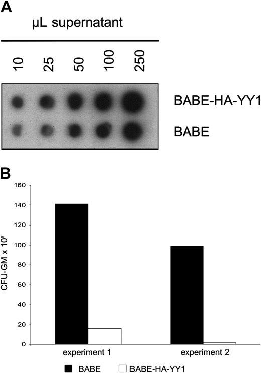 Fig. 5. GM-CSF–induced colony formation by primary bone marrow cells after retroviral transduction of YY1. / (A) RNA spot blot analysis of supernatants containing BABE/HA-YY1 or BABE vector control virus, showing that titers used for infection were comparable. The filter was hybridized with a BABE-specific cDNA probe. (B) GM-CFU assay of primary bone marrow progenitor cells following infection with BABE-HA-YY1 or BABE control virus. Bone marrow cells were plated in triplicate at densities of 10 to 50 × 103 cells per dish in 1 mL methylcellulose medium containing GM-CSF (20 U/mL) and puromycin (2.5 μg/mL). Two independent experiments are shown.