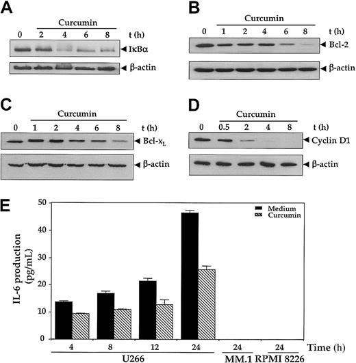 Fig. 4. Effect of curcumin on NF-κB–regulated gene products. / First, 2 × 106 U266 cells were treated with curcumin (50 μM) for the indicated times, and cytoplasmic extracts were prepared. (A-D) Then, 60 μg cytoplasmic extracts were resolved on 10% SDS-PAGE gel, electrotransferred on a nitrocellulose membrane, and probed for the following: IκBα (panel A); Bcl-2 (panel B); Bcl-xL (panel C); and cyclin D1 (panel D). The same blots were stripped and reprobed with anti–β-actin antibody to show equal protein loading (lower panels). (E) Curcumin down-regulates IL-6 production. U266, MM.1, or RPMI 8226 cells (2 × 106/mL) were treated with curcumin (10 μM); supernatants were harvested after 24 hours, and levels of IL-6 were assayed by IL-6 ELISA kit as described in “Materials and methods.” Values are mean IL-6 levels (error bars indicate standard deviations SDs) obtained from 3 independent treatments of cell with curcumin.