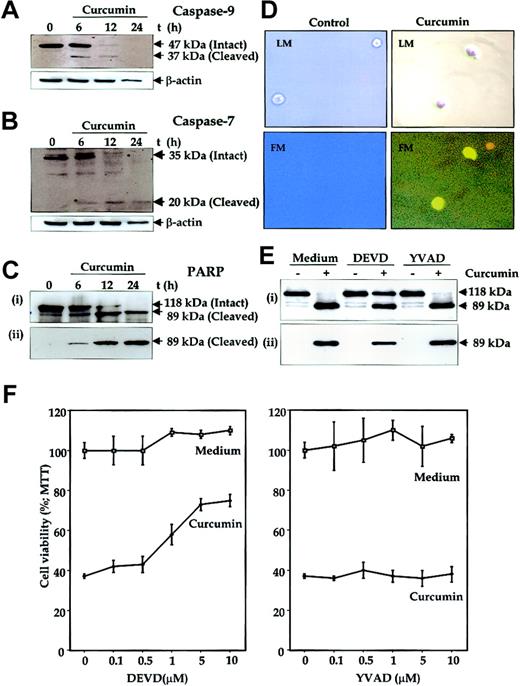 Fig. 7. Mediation of curcumin-induced apoptosis of human multiple myeloma cells through caspase activation. / (A-C) U266 cells (2 × 106/mL) were incubated in the absence or presence of curcumin (50 μM) for the indicated times. The cells were washed, and total proteins were extracted by lysing the cells. Then, 60 μg extracts were resolved on 10% SDS-PAGE gel, electrotransferred to a nitrocellulose membrane, and probed with anti–caspase-9 (panel A); anti–caspase-7 (panel B); anti-PARP (panel Ci); and anti–cleaved PARP (panel Cii) antibodies as described in “Materials and methods.” (D) Detection of caspase activation by fluorescence microscopy. Untreated or curcumin-treated U266 cells (12 hours) were examined for caspase activation by Apo Logix carboxyfluorescein caspase detection kit. Cells were analyzed under light microscopy (LM) and by fluorescence microscopy (FM). Green fluorescence indicates activated caspases. Original magnification, × 200. (E) Suppression of curcumin-induced PARP cleavage by caspase-3 inhibitor. U266 cells (2 × 106/mL) were preincubated with caspase inhibitors Ac-DEVD-CHO (10 μM) or Ac-YVAD-CHO (10 μM) for 2 hours and then treated with curcumin (50 μM) for 24 hours. Thereafter, cell extracts were prepared and analyzed for PARP cleavage by using either anti-PARP antibody (i) or antibodies that recognize only cleaved PARP (ii) as described in “Materials and methods.” (F) Caspase-3 inhibitor protects cells from curcumin-induced cytotoxicity. U266 cells (5000/0.1 mL) were incubated with different concentrations of caspase inhibitors Ac-DEVD-CHO or Ac-YVAD-CHO for 2 hours and then treated with curcumin. After 24 hours, cell viability was determined by the MTT method, as described in “Materials and methods.” The results are shown as the means (± SDs) percentage viability from triplicate cultures.