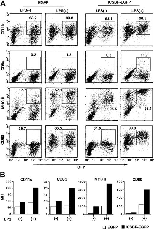Fig. 3. Rescue of CD8α and MHC class II expression following ICSBP-EGFP retrovirus transduction. / (A) ICSBP−/− BM cells were transduced with control EGFP or ICSBP-EGFP vector and incubated for 9 days. Cells were stimulated by LPS for the final 24 hours and analyzed for expression of indicated surface markers. The numbers indicate the percentages of GFP+ cells that expressed indicated markers. (B) The MFI of the indicated markers expressed on GFP+ cells.