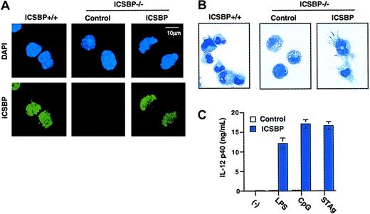 Fig. 4. IL-12 production rescued by ICSBP retrovirus transduction. / (A) ICSBP expression in DCs generated in vitro. ICSBP+/+DCs (left) and ICSBP−/− DCs (middle and right) after transduction with control or ICSBP vector were stained with ICSBP antibody (green; bottom row) and DAPI (for DNA, blue; top row). (B) DC morphology. Cells were stimulated with LPS for the final 24 hours of culture and stained with Wright-Giemsa (original magnification, × 1000). (C) ICSBP−/− cells transduced with control or ICSBP were stimulated with indicated agents for 24 hours and IL-12 p40 in supernatants was measured by ELISA. Values are expressed as means ± SDs.