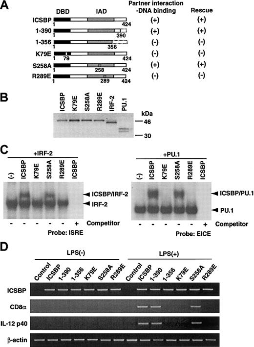 Fig. 5. ICSBP domain requirements for DC development. / (A) Diagram of ICSBP mutants. The partner interaction/DNA-binding activities and the ability to rescue DC development are summarized on the right. (B) Sodium dodecyl sulfate–polyacrylamide gel electrophoresis (SDS-PAGE) analysis of radiolabeled in vitro translation products tested in panel D. (C) EMSA analysis. In vitro–translated wild-type and mutant ICSBP were mixed with IRF-2 or PU.1 and analyzed for binding with the ISRE or EICE probe. Specificity of binding was confirmed with 100-fold excess unlabeled probe as a competitor (rightmost lane of each blot). (D) ICSBP−/− cells transduced with the indicated vectors were stimulated by LPS and expression of indicated mRNAs was detected by semiquantitative RT-PCR.