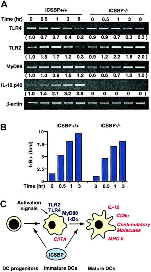 Fig. 7. TLR signaling in ICSBP−/− DCs. / (A-B) DCs generated in vitro were stimulated with LPS for time indicated (hours) and transcript expression was detected by semiquantitative RT-PCR (A) or real-time PCR (B). mRNA levels in panel A were quantified as described in the legened to Figure 2. (C) A model for the role of ICSBP in DC development. ICSBP acts in an early stage influencing the development of immature DCs. This transcription factor is critical for DC maturation and controls expression of IL-12 p40, CD8α, and MHC II in response to multiple activation signals. ICSBP directly regulates expression of genes marked in red, but not those in blue.