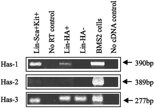 Fig. 2. HA synthase expression in murine BM subpopulations. / Has-1, Has-2, and Has-3 PCR products were specifically amplified under RT-PCR conditions described in “Materials and methods.” BMS2 stromal cell line: positive control known to express HA synthases.