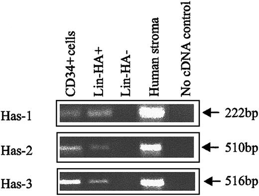 Fig. 4. HA synthase expression in human CB subpopulations. / Has-1, Has-2, and Has-3 PCR products were specifically amplified under RT-PCR conditions described in “Materials and methods.” Human stroma: positive control known to express HA synthases.