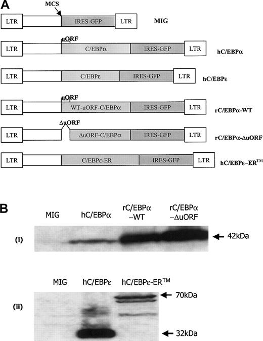 Fig. 1. C/EBP retroviral constructs. / (A) Expression vectors containing a bicistronic system expressing the gene of interest and GFP under the control of the MSCV promoter. MSCV-IRES-GFP (MIG) is an expression vector with a multiple cloning site (MCS), at which either a human C/EBPα (42 kDa) or human C/EBPε (32 kDa) cDNA was inserted. The human C/EBPα includes an open reading frame (uORF) upstream to the start codon for C/EBPα. rC/EBPα-WT is similar to the hC/EBPα construct, but contains rat C/EBPα. rC/EBPα-ΔuORF is rat C/EBPα without the upstream open reading frame (uORF). The hC/EBPε-ERTM retroviral construct contains human C/EBPε fused at the C-terminus to a tamoxifen-responsive mouse estrogen receptor hormone-binding domain. (B) Western blots of whole-cell lysates of transduced FDC-P1 cells. Lysates were prepared at 24 hours after the second round of transduction. (i) FDC-P1 cells were transduced with retroviruses expressing MIG (control), hC/EBPα, rC/EBPα-WT, and rC/EBPα-ΔuORF. Lysates were blotted with rabbit polyclonal antibodies raised to an internal region of rat C/EBPα. Arrow indicates the position of C/EBPα. (ii) Lysates of MIG-, hC/EBPε-, and hC/EBPε-ERTM–transduced FDC-P1 cells were blotted with rabbit polyclonal antibodies raised to the carboxy terminus of rat C/EBPε. Arrows indicate the positions of hC/EBPε (32 kDa) and hC/EBPε-ERTM (70 kDa). The identities of the cross-reacting bands in the hC/EBPε lane are uncertain. The bands in the hC/EBPε-ERTM lane below the full-length hC/EBPε-ERTM may represent smaller hC/EBPε-ER translation products initiated from downstream AUG codons.43
