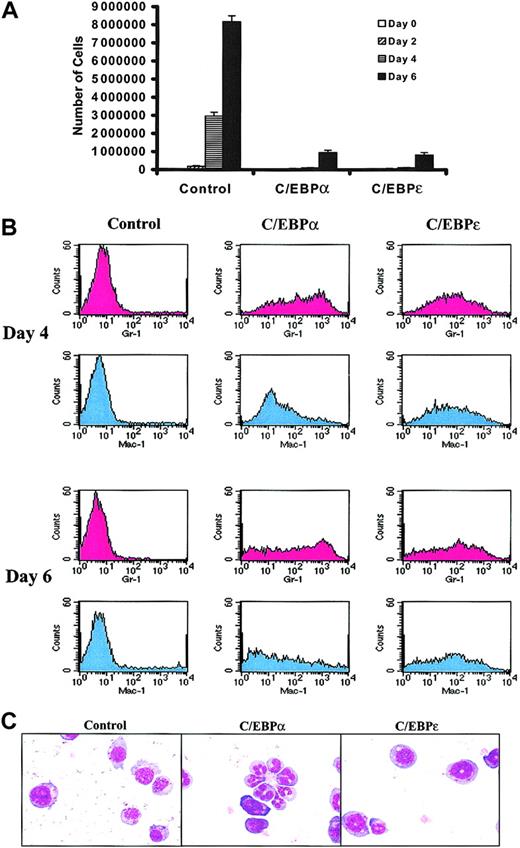 Fig. 2. C/EBPs suppress growth and induce partial differentiation of FDC-P1 cells. / FDC-P1 cells grown continuously in IL-3 were transduced on 2 sequential days with control, hC/EBPα, or hC/EBPε retroviruses. For these experiments, day 0 is considered to begin 24 hours after the second round of retroviral transduction. (A) The growth of C/EBPα- and C/EBPε-infected FDC-P1 cells was suppressed. Equal numbers of cells were plated on day 0. The growth curves represent the number of transduced FDC-P1 cells at days 0, 2, 4, and 6. At each time point, cells were counted and the percentage of cells with GFP expression was assessed. The number of GFP+ cells is shown on this graph. Results shown are means ± SDs from 3 independent experiments. (B) Both C/EBPα and C/EBPε induced expression of myeloid markers by FDC-P1 cells. Transduced FDC-P1 cells were stained for Gr-1 (Ly-6G) and Mac-1 (CD11b). Results shown in histograms are of live (based on forward scatter versus side scatter) GFP+ cell populations. These data are representative of 2 independent experiments. (C) C/EBP-transduced FDC-P1 cells were partially differentiated toward more mature forms. GFP+FDC-P1 cells were sorted at day 4 (6 days after the first round of transduction) with the FACSVantage cell sorter. Cytospins of 25 000 sorted cells of each transduction were stained with Wright Giemsa. Images were captured with × 40 objectives.