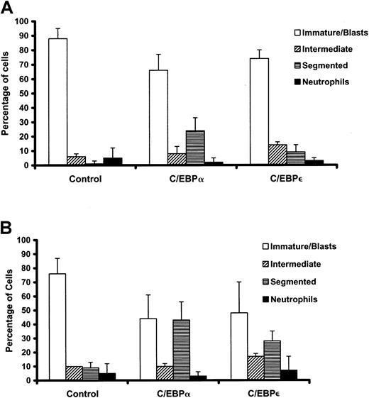 Fig. 3. C/EBPs induce partial morphologic differentiation of murine APL cells. / Freshly harvested bone marrow and spleen cells from leukemic mice were transduced on 2 consecutive days with the retroviral constructs. GFP+ cells were sorted 5 days after the first transduction. Cytospins of sorted cells were stained with Wright Giemsa, and differential counts were performed (100-300 cells). (A) RA-responsive leukemia no. 1111. Results of 3 independent experiments expressed as means ± SDs are shown. Compared with MIG-infected control, C/EBPα-infected cells showed significantly fewer immature forms or blasts (P = .03) and significantly more segmented forms (P = .01). C/EBPε-infected cells showed significantly more intermediate-stage cells without segmentation (P = .04), with the changes in immature forms or blasts and segmented forms nearing statistical significance (P = .06). (B) RA-resistant leukemia no. 4048.2. Results of 2 independent experiments expressed as means ± SDs are shown. Decreases in immature forms or blasts and increases in intermediate forms and segmented forms are apparent. Because some variation occurred between the 2 experiments, only the increase in segmented forms induced by C/EBPε reached statistical significance (P = .05). Myeloid cells with atypical nuclear segmentation and basophilic cytoplasm were enumerated separately from intermediate forms and from neutrophils of normal appearance.