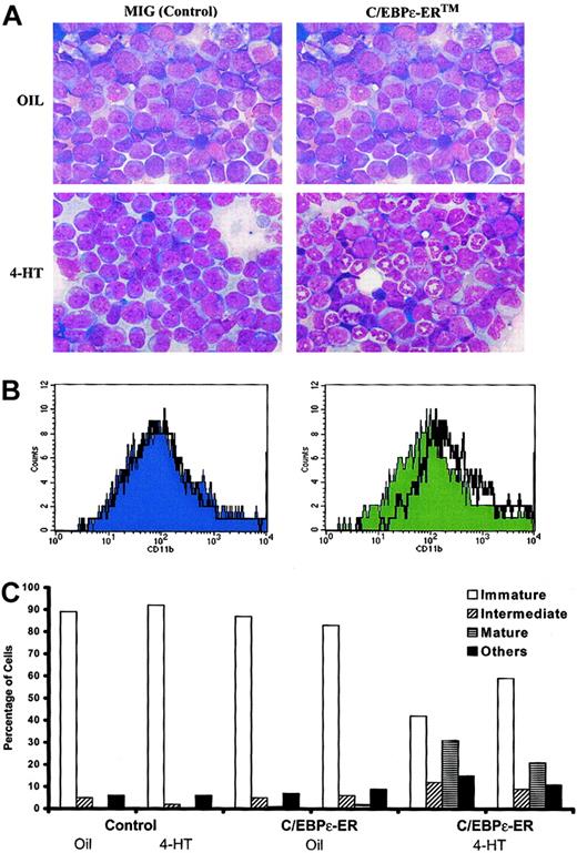Fig. 5. Effect of C/EBPε-ER on differentiation of myeloid leukemia in vivo. / PML-RARα leukemia no. 1111 was transduced with retroviruses expressing only GFP (MIG) or hC/EBPε-ERTM, and 25 000 sorted GFP+ cells were injected intravenously into sublethally irradiated FVB/N mice. The leukemic cells were allowed to engraft and expand. Beginning on day 27, 4-HT or vehicle was administered daily by intraperitoneal injection. The MIG recipient animals became moribund and were killed on day 30. The hC/EBPε-ERTM recipient animals were killed on day 31. (A) Bone marrow smears of recipients of MIG- and hC/EBPε-ERTM–transduced cells either with or without 4-HT treatment. Wright Giemsa stain was used, and images were captured with × 40 objectives. (B) Surface-marker expression of CD11b (Mac-1) in MIG or C/EBPε-ERTM recipients. Histograms were gated on live (based on FSC and SSC) GFP+ cells. The solid graph represents vehicle treatment, and the black line represents 4-HT treatment. (C) Differential counts (200 cells) of bone marrow smears of individual recipients of control or C/EBPε-ERTM–transduced cells, treated as indicated. Immature indicates immature forms or blasts; intermediate, intermediate forms; mature, mature neutrophilic cells; other, erythroid cells, lymphocytes, and eosinophils.