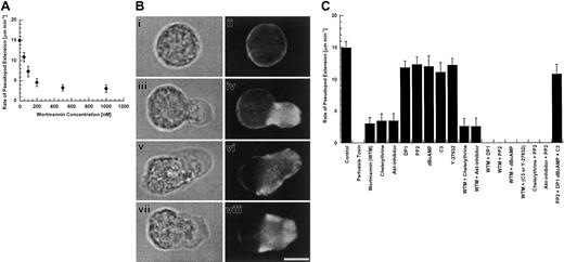 Fig. 1. (A) Rate of pseudopod extension for cells incubated in the presence of increasing concentrations of wortmannin. / The rate of extension is independent of wortmannin concentration above 500 nM. (B) Transmitted light and actin-stained fluorescent images of: (i-ii) passive neutrophil; (iii-iv) neutrophil with a pseudopod stimulated with 10−7 M fMLP; (v-vi) neutrophil with fMLP-stimulated pseudopod in buffer containing 1 μM wortmannin; and (vii-viii) neutrophil with fMLP-stimulated pseudopod in buffer with 20 μM PP2. Bar = 5 μm. (C) Average rates of pseudopod extension for cells incubated with different inhibitors and combinations of inhibitors. Each rate is the average from at least 10 cells. The inhibitors used were 1 μg/mL pertussis toxin; 1 μM wortmannin (WTM); 10 μM chelerythrine chloride; 40 μM Akt-inhibitor; 10 μM diphenyleneiodonium chloride (DPI); 20 μM PP2; 200 μM dibutyryl cyclic-AMP (dBcAMP); 20 μg/mL Clostridium botulinum C3 exoenzyme (C3); 10 μM Y-27632. The statistical significance for all measurements is P < .01, compared with control, calculated using the one-way analysis of variance test.