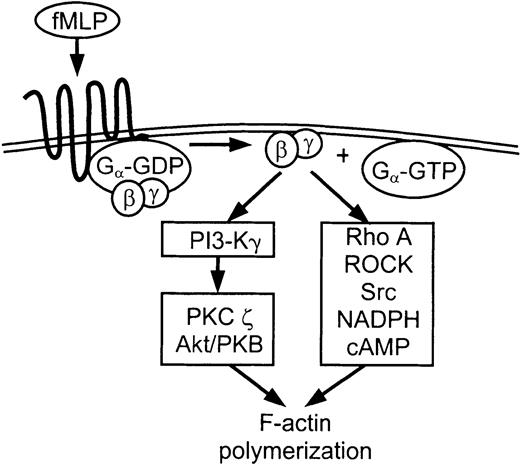 Fig. 2. Schematic diagram showing the groups of molecules involved in the PI3Kγ-dependent and -independent signaling of F-actin polymerization during pseudopod extension. / The PI3Kγ-dependent F-actin polymerization is dependent also on PKCζ and Akt/PKB, while the PI3Kγ-independent F-actin polymerization is dependent on RhoA, ROCK, Src family tyrosine kinases, NADPH, and cAMP.
