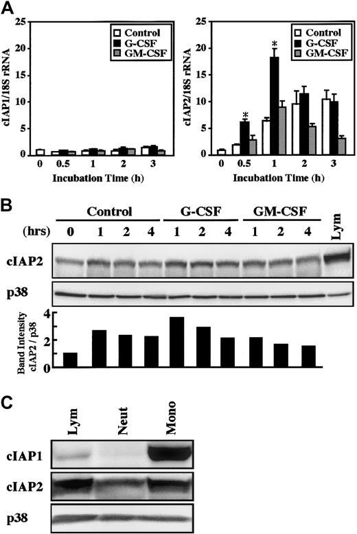 Fig. 2. Effects of G-CSF and GM-CSF on expression of cIAP1 and cIAP2 mRNA and proteins in neutrophils. / (A) Neutrophils were cultivated in the presence or absence of G-CSF (50 ng/mL) or GM-CSF (5 ng/mL). After cultivation for 0.5 to 3 hours, the expression of cIAP1 and cIAP2 mRNA was analyzed by the real-time PCR. As an internal control, 18S rRNA was used. The ratios of cIAP1 to 18S rRNA and cIAP2 to 18S rRNA were calculated, and the ratio at hour 0 is expressed as 1. The data are expressed as means ± standard errors of the mean of 5 experiments. *Significantly increased as compared with control cells (P < .01). (B) Neutrophils were cultivated in the presence or absence of G-CSF (50 ng/mL) or GM-CSF (5 ng/mL). After cultivation for 1 to 4 hours, the expression of cIAP2 and p38 proteins was analyzed by immunoblotting using antibodies against each protein. The cell lysates equivalent to 2.5 × 106 cells were loaded onto each lane. As a control, p38 was used. The ratio of cIAP2 to p38 band intensity was calculated, and the ratio at hour 0 is expressed as 1 (lower panel). The results shown are representative of 3 independent experiments. Lym indicates lymphocytes (2.5 × 106 cells). (C) The expression of cIAP1, cIAP2, and p38 proteins in freshly isolated neutrophils (Neut), monocytes (Mono), and lymphocytes (Lym) was analyzed by immunoblotting using antibodies against each protein. The cell lysates from an equal number of cells (2.7 × 106) were loaded onto each lane. The results shown are representative of 3 independent experiments.