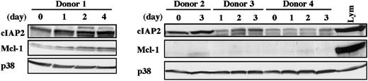 Fig. 3. Elevated level of cIAP2 protein in neutrophils from donors receiving G-CSF administration. / Peripheral blood neutrophils were isolated from 4 healthy donors receiving subcutaneous administration of G-CSF (200 μg/m2) twice daily for allogeneic peripheral blood stem cell transplantation. At the indicated days after the start of G-CSF administration, venous blood was obtained just before the injection of G-CSF. The expression of cIAP2, Mcl-1, and p38 proteins was analyzed by immunoblotting using antibodies against each protein. The cell lysates equivalent to 3.7 × 106 cells were loaded onto each lane. Lym indicates lymphocytes (3.7 × 106 cells).