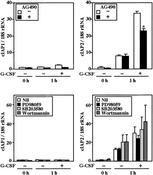 Fig. 4. Effects of AG490, PD98059, SB203580, and wortmannin on expression of cIAP1 and cIAP2 mRNA in neutrophils stimulated by G-CSF. / Neutrophils were preincubated with AG490 (50 μM), PD98059 (50 μM), SB203580 (10 μM), or wortmannin (100 nM) for 20 minutes, and thereafter cultivated in the presence or absence of G-CSF (50 ng/mL) for 1 hour. The expression of cIAP1 and cIAP2 mRNA was analyzed by real-time PCR. As an internal control, 18S rRNA was used. The ratios of cIAP1 to 18S rRNA and cIAP2 to 18S rRNA were calculated, and the ratio at hour 0 is expressed as 1. The data are expressed as means ± standard errors of the mean of 3 to 5 experiments. *Significantly inhibited by AG490 (P < .05).