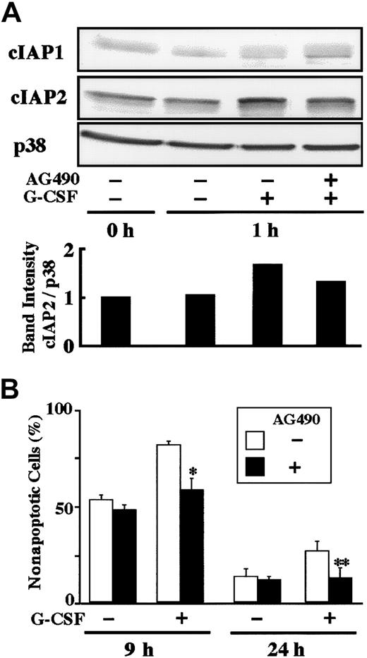 Fig. 5. Effect of AG490 on G-CSF–induced up-regulation of cIAP2 protein and antiapoptosis. / (A) Neutrophils were preincubated with AG490 (50 μM) for 20 minutes, and thereafter cultivated in the presence or absence of G-CSF (50 ng/mL) for 1 hour. The expression of cIAP1 and cIAP2 proteins was analyzed by immunoblotting using antibodies against each protein. As a control, p38 was used. The ratio of cIAP2 to p38 band intensity was calculated, and the ratio at hour 0 is expressed as 1 (lower panel). The cell lysates equivalent to 2.5 × 106 cells were loaded onto each lane. The results shown are representative of 3 independent experiments. (B) Neutrophils were preincubated with AG490 (50 μM) for 20 minutes, and thereafter cultivated in the presence or absence of G-CSF (50 ng/mL). After cultivation for 9 or 24 hours, apoptotic cells were determined by flow cytometry. The data are expressed as means ± standard deviations of 3 experiments. * and ** indicate significantly inhibited by AG490 (*P < .05; **P < .01).