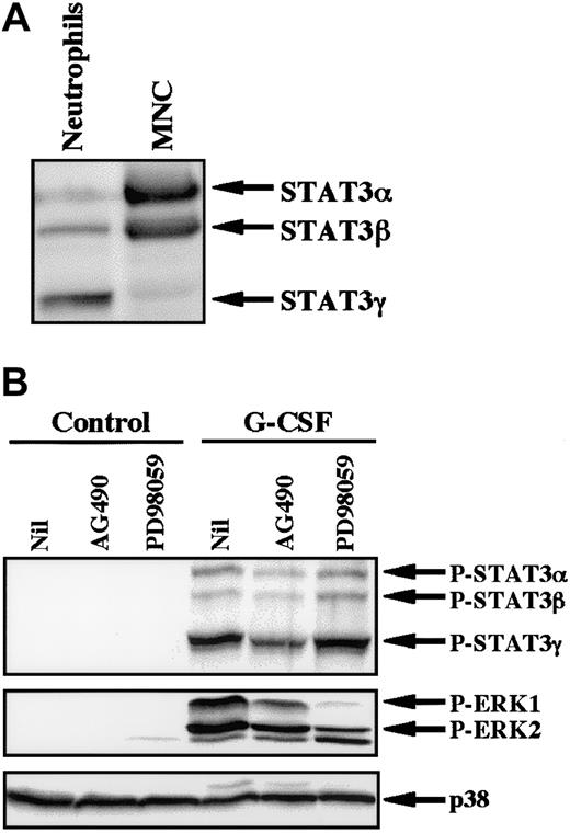 Fig. 6. Effects of AG490 and PD98059 on phosphorylation of STAT3 and ERK in neutrophils stimulated by G-CSF. / (A) Differential expression of STAT3 isoforms in neutrophils and mononuclear cells (MNC). The cell lysates from an equal number of cells (2.5 × 106) were analyzed by immunoblotting using antibody against STAT3. The results shown are representative of 3 independent experiments. (B) Neutrophils were preincubated with AG490 (50 μM) for 20 minutes, and thereafter stimulated with G-CSF (50 ng/mL) for 10 minutes at 37°C. The cell lysates from an equal number of cells (2.8 × 106) were analyzed by immunoblotting using antibodies against phosphorylated forms of STAT3 and ERK. The equal loading of proteins onto each lane was confirmed by immunoblotting using antibody against p38. The results shown are representative of 3 independent experiments.