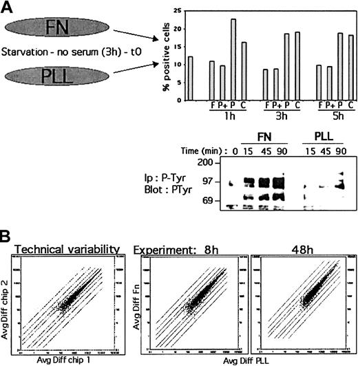 Fig. 1. Sample quality for the microarrays. / (A) Nalm-6 cells were cultured in serum-free medium on plates coated with Fn or PLL for various periods of time. Apoptosis was analyzed by flow cytometry using Annexin-propidium iodide staining after 1, 3 and 5 hours of culture on Fn (F) or PLL (P) or medium alone (C). P+ indicates culture on PLL in presence of serum. Cells were also lysed after for 15, 45 and 90 minutes of stimulation. Cell lysates were immunoprecipitated and analyzed by Western blot with anti–P-Tyr Ab. The results are representative of 3 experiments. (B) Comparison of gene expression changes induced by the technical variability (same sample on 2 chips) to 2 time point experiments (Fn vs PLL treatment, 8 and 48 hours). The data obtained with Affymetrix's GeneChip software (Avg Diff) were plotted. Twofold changes are indicated with straight lines.