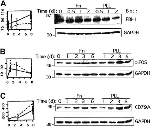 Fig. 4. Regulation of various proteins by Fn and PLL treatments. / (A) Nalm-6 cells were cultured with Fn or PLL for 0.5, 1 or 2 days, in absence of serum. An aliquot of each cell lysate was then analyzed by Western blot using anti–FBI-1 and after stripping with anti-GAPDH antibodies. (B) Nalm-6 cells were cultured with Fn or PLL for 1, 2, 3 or 6 days without serum before lysis. An aliquot of each cell lysate was then analyzed by Western blot using anti–c-Fos and anti-GAPDH antibodies. (C) An aliquot of each cell lysate listed in the legend to panel B was analyzed by Western blot using anti-CD79A and anti-GAPDH antibodies.