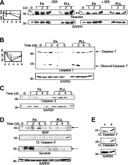 Fig. 5. Regulation of proteins involved in the control of apoptosis. / (A) Nalm-6 cells were cultured with Fn or PLL for 1, 2 or 3 days before lysis, in absence or presence of serum. An aliquot of each cell lysate was then analyzed by Western blot using anti-Requiem and anti-GAPDH antibodies. (B) Nalm-6 cells were cultured with Fn or PLL for 1, 2, 4 or 5 days in absence of serum before lysis. An aliquot of each cell lysate was then analyzed by Western blot using anti–total and anti–cleaved caspase 7 antibodies as well as anti-GAPDH antibodies. (C) An aliquot of Nalm-6 cell lysate was analyzed by Western blot using anti–caspase 3 and anti-GAPDH antibodies. (D) REH cells were cultured with Fn or PLL for 1, 2, 3 or 5 days before lysis. An aliquot of each cell lysate was then analyzed by Western blot using anti-XIAP, antisurvivin, anti–cleaved caspase 3 and anti-GAPDH antibodies. (E) Nalm-6 cells were cultured on Fn or PLL coated plates for one day with doxorubicin (0.5 μg/mL) before lysis. An aliquot was then analyzed with anti–cleaved caspase 3 or 7, as well as GAPDH antibodies.
