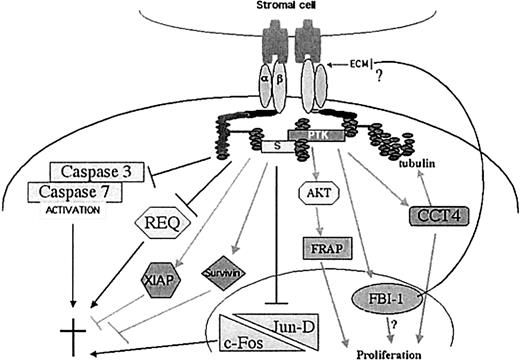 Fig. 6. Regulation of proliferation and apoptosis by integrin engagement in ALL cells as detected by microarrays and validation experiments. / Our model depicts the regulation of proteins involved in the control of apoptosis as well as the induction of proteins involved in proliferation or cytoskeletal rearrangements. Under apoptotic conditions, β1 integrin ligation represses the induction and activation of caspase 3 and 7, the induction of Requiem and of the AP-1 complex composed of c-Fos and JunD. On the other hand, integrin engagement leads to increased expression of survivin and XIAP. It also enhances the expression of FBI-1 that may inhibit further production of components from the extracellular matrix. Integrin ligation also increases the expression of CCT4 that assists the folding of both actin and tubulin. Finally, FRAP and CCT4 have been shown to play a role in proliferation. ECM indicates extracellular matrix proteins; and †, cell death.