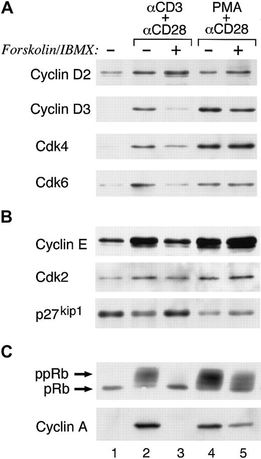 Fig. 2. Increase of intracellular cAMP in primary human T cells allows TCR/CD3 plus CD28–mediated G1 phase entry but inhibits cell cycle progression. / (A-B) T cells were cultured with TCR/CD3 plus anti-CD28 or with phorbol ester plus anti-CD28 either in media or with forskolin and IBMX. At 48 hours of culture, whole cell lysates were prepared and expression of the indicated cell cycle regulatory molecules was examined by 10% SDS-PAGE analysis followed by Western blot. (C) For detection of Rb phosphorylation the same cell lysates were analyzed by 6% SDS-PAGE followed by Western blot with Rb-specific antibody. Cyclin A was examined by stripping and reprobing the immunoblots used in panels A and B. Results are representative of 3 experiments.