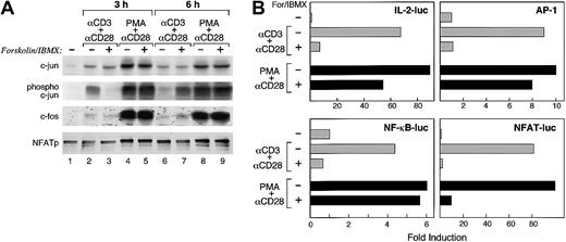 Fig. 4. Mechanism of inhibition of IL-2 transcription by cAMP in primary human T cells. / (A) T cells were stimulated with either anti-CD3 plus anti-CD28 or PMA plus anti-CD28 in the presence of either media alone or with forskolin and IBMX. At the indicated time intervals (3 and 6 hours) of culture whole cell extracts were prepared and expression of transcription factors was determined by SDS-PAGE and Western blot, using antibodies specific for c-Jun, phospho–c-Jun, c-Fos, and NFATp. Results are representative of 2 experiments. (B) Jurkat T cells were transiently transfected with a reporter construct driven by the 2-kb IL-2 promoter/enhancer or with reporter constructs of luciferase driven by either AP-1, NF-κB, or NFAT. Forty hours after transfection 5 × 105 cells were aliquoted and cultured with either media, a combination of anti-CD3 plus anti-CD28 mAb, or with phorbol ester and anti-CD28 mAb either alone or with forskolin and IBMX. After 6 hours of culture luciferase activity was measured. Results are representative of 3 experiments.
