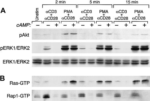 Fig. 5. Activation of PKB, ERK1/2, Ras, and Rap1. / (A) Increase of cAMP inhibits TCR/CD3 plus CD28–mediated but not phorbol ester–mediated activation of PKB and ERK1/2. Purified primary human T cells were cultured either with media, with anti-CD3 plus anti-CD28 mAbs, or with phorbol ester plus anti-CD28 mAb followed by cross-linking with rabbit antimouse immunoglobulin for the indicated time intervals. Where indicated, cells were pretreated with forskolin and IBMX. At the indicated time intervals cell lysates were prepared and activation of PKB and ERK1/2 was examined by SDS-PAGE and Western blot with phospho-specific antibodies. Immunoblots were stripped and reprobed with ERK1/2-specific antibody, which recognizes total nonphosphorylated ERK1/2 to confirm equal loading and ERK1/2 protein expression. (B) Increase of cAMP inhibits TCR/CD3 plus CD28–mediated but not phorbol ester–mediated activation of Ras but inhibits both TCR/CD3 plus CD28– and phorbol ester–mediated activation of Rap1. In the same cell lysates activation of Ras and Rap1 was examined by pull-down assays using glutathione beads coated with Raf1RBD-GST for Ras activation and RalGDSRBD-GST for Rap1 activation. Incubation of cells with forskolin and IBMX alone did not result in activation of either Ras or Rap1 (data not shown). Results are representative of 3 experiments.