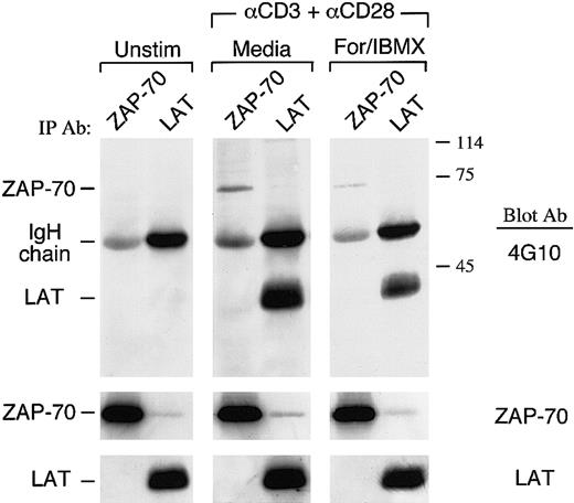 Fig. 6. Increase of cAMP inhibits TCR/CD3 plus CD28–mediated activation of ZAP-70 and phosphorylation of LAT. / Purified T cells were cultured either with media or with anti-CD3 plus anti-CD28 mAbs followed by cross-linking with rabbit antimouse immunoglobulin for 3 minutes. Where indicated, cells were pretreated with forskolin and IBMX. Cell lysates were prepared and immunoprecipitations were performed with ZAP-70–specific or LAT-specific antibody, followed by immunoblot with antiphosphotyrosine antibody. Immunoblots were stripped and sequentially reprobed with an antibody specific for ZAP-70.