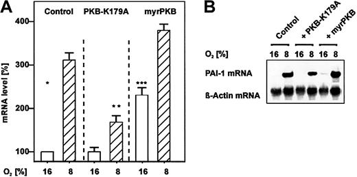 Fig. 2. Induction of PAI-1 mRNA expression by overexpression of PKB. / Hepatocytes that were transfected either with PKB-K179A or myrPKB expression vectors or with the empty control vector were cultured for 24 hours under arterial pO2. At 24 hours the medium was changed, and cells were further cultured for the next 24 hours under normoxic (16% O2) and hypoxic (8% O2) conditions. (A) The PAI-1 mRNA levels were measured by Northern blotting. The mRNA level under normoxia (16% O2) was set equal to 100%. Values are expressed as means ± SEMs of 3 independent culture experiments. Student t test for paired values: *significant difference 16% O2 versus 8% O2, **significant difference 8% O2 + PKBK179A versus 8% O2 (control), ***significant difference 16% O2 + myrPKB versus 16% O2 (control),P ≤ .05. (B) Representative Northern blot. For Northern analysis 15 μg total RNA was hybridized to digoxigenin-labeled PAI-1 and β-actin antisense RNA probes (see “Materials and methods” for more information). Autoradiographic signals were obtained by chemiluminescence and scanned by videodensitometry.