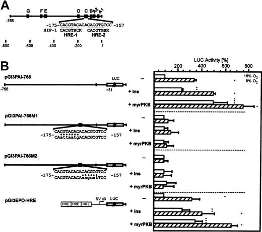 Fig. 3. Induction of PAI-1 promoter-dependent luciferase activity by insulin and activated PKB is conferred by the HREs. / (A) The 5′-flanking region of the rat PAI-1 gene with its footprinted sites (A-G). In the “C-site” the 2 HIF-1 binding elements (HRE) matching the HIF-1 consensus sequence BACGTSSK50 where B = G/C/T, S = G/C, and K = G/T are underlined. B, S, or K is shown only if the actual PAI-1 sequence does not match any of the bases allowed by the consensus. (B) Hepatocytes were transiently cotransfected with either the myrPKB expression plasmid or the empty control vector and Luc gene constructs driven by a wild-type −766-bp rat PAI-1 promoter (pGl3PAI-766), or the 766-bp promoter mutated at either the HRE-1 (pGl3PAI-766M1) or HRE-2 (pGl3PAI-766M2) site, or Luc gene construct containing 3 copies of the EPO HRE element in front of the SV40 promoter (pGl3EPO-HRE). The cells were treated with 10 nM insulin, as indicated. In each experiment the percentage of Luc activity was determined relative to the pGl3PAI-766, pGl3PAI-766M1, pGl3PAI-766M2, or pGl3EPO-HRE controls that were set equal to 100%. In pGl3PAI-766M1 and pGl3PAI-766M2 the wild-type PAI-1 sequence is shown on the upper strand, mutated bases are indicated by * and are shown in lowercase letters. The values are represented as means ± SEMs of 3 independent experiments. Student t test for paired values: *significant difference 16% O2 versus 8% O2, **significant difference 16% O2 + insulin versus 16% O2 (control), ***significant difference 16% O2 + myrPKB versus 16% O2 (control),P ≤ .05.