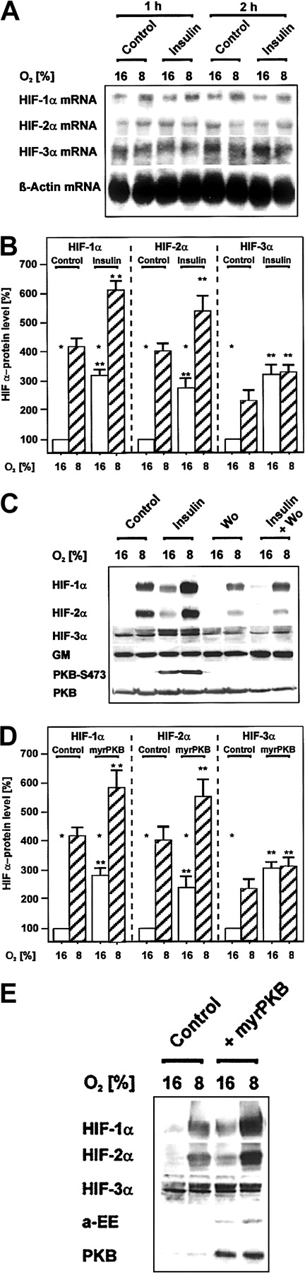 Fig. 4. Induction of HIF α-subunit protein levels by insulin via PI3K and by overexpression of activated PKB. / Cells treated with either insulin, wortmannin, or both, as well as cells transfected with the myrPKB expression vector, were cultured for 24 hours under arterial pO2. At 24 hours the medium was changed, and cells were further cultured for the next 24 hours under normoxic (16% O2) and hypoxic (8% O2) conditions. Three hours before harvesting the cells were treated with insulin (10 nM), wortmannin (20 nM), or in the controls with solvent (see “Materials and methods” for more information). (A) The HIF α-subunit mRNA levels were analyzed by Northern blotting. Representative Northern blot of 15 μg total RNA hybridized to digoxigenin-labeled HIF-1α, HIF-2α, HIF-3α, and β-actin antisense RNA probes (see “Materials and methods” for more information). (B,D) The HIF-α protein levels were measured by Western blotting. The protein level under normoxia (16% O2) was set equal to 100%. Values are expressed as means ± SEMs of 3 independent culture experiments. Studentt test for paired values: *significant difference 16% O2 versus 8% O2, **significant difference 16% O2 + insulin versus 16% O2 (control), 8% O2 + insulin versus 8% O2 (control),P ≤ .05; (D) **significant difference 16% O2 + myrPKB versus 16% O2 (control), 8% O2 + myrPKB versus 8% O2 (control),P ≤ .05. (C,E) Representative Western blots. Protein (50 μg) was subjected to Western analysis with an antibody against HIF-1α, HIF-2α, HIF-3α, GM, PKB-S473, PKB, or anti–EE-tag (see “Materials and methods” for more information). Autoradiographic signals were obtained by chemiluminescence and scanned by videodensitometry.