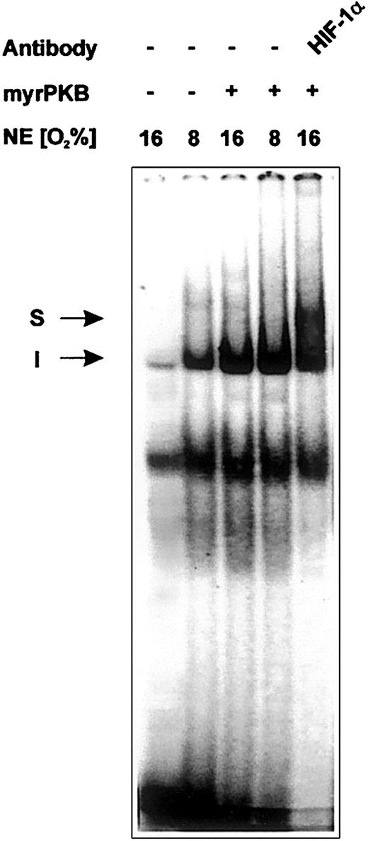 Fig. 5. Enhanced binding of HIF-1 to the HREs of the rat PAI-1 promoter because of overexpression of activated PKB. / EMSA: the 32P-labeled PAI-1 HRE (−182/−157) oligonucleotide was incubated with either 10 μg protein of nuclear extracts from normoxic (16% O2) or hypoxic (8% O2) cells transfected with the myrPKB expression vector or the empty control vector, as indicated (see “Materials and methods” for more information). In the EMSA with antibody the nuclear extracts were preincubated with 1 μL HIF-1α antibody for 2 hours at 4°C before adding the labeled probe. The DNA-protein binding was analyzed by electrophoresis on 5% native polyacrylamide gels. I represents induced HIF-1 complex; S, supershifted HIF-1 complex.