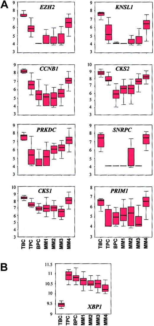 Fig. 4. Box charts of expression profiles of a panel of proliferation genes and XBP1 show similarities between tonsil BCs and MM4. / (A) The 7 tonsil BC (TBC), 11 tonsil PC (TPC), 31 bone marrow PC (BPC), 20 MM1, 21 MM2, 15 MM3, and 18 MM4 samples are distributed along the x axis and the natural log-transformed average difference call is plotted on the y axis. The top, bottom, and middle lines of each box correspond to the 75th percentile (top quartile), 25th percentile (bottom quartile), and 50th percentile (median) of the natural log-transformed average difference call for each gene, respectively. The whiskers extend from the 10th percentile (bottom decile) and top 90th percentile (top decile). The Kruskal-Wallis test for differences in expression of each gene across the groups are: EZH2,P = 7.61 × 10−11; KNSL1,P = 3.21 × 10−8; PRKDC,P = 2.86 × 10−11; SNRPC,P = 5.44 × 10−12; CCNB1,P = 2.54 × 10−8; CKS2,P = 9.49 × 10−11; CKS1,P = 5.86 × 10−9; PRIM1,P = 4.25 × 10−5. Note the similarity in expression of each gene in TBC and MM4. (B) Box chart ofXBP1. Note that all MM subgroups have lower median expression levels than BPCs and that MM4 has the lowest level of XBP1 in the MM subgroups. Lack of expression of XBP1 in MM4 may account for the relationship between MM4 and TBCs.