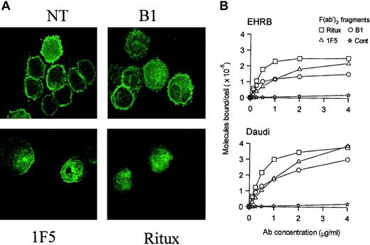 Fig. 3. Binding and redistribution properties of different anti-CD20 antibodies. / (A) Binding of 125I-labeled F(ab′)2 fragments of 1F5, Ritux, and B1 anti-CD20 mAbs to EHRB and Daudi cells.125I-labeled F(ab′)2 fragments of anti-CD20 or control (anti-CD3) mAbs were incubated with Daudi or EHRB cells for 2 hours at 37°C. The exception to this is the curve for IF5 binding to Daudi cells, for which 125I-labeled whole IgG was used. The cell-bound and free 125I-labeled mAbs were then separated by centrifugation through phthalate oils and the cell pellets together with bound antibody counted for radioactivity. (B) 1F5 and Ritux, but not B1, induce clustering of YFP-HuCD20 in BCL1-3B3–transfected cells upon binding to CD20. BCL1-3B3 cells transfected with YFP-HuCD20 were incubated with various anti-CD20 mAbs for 20 minutes at room temperature. Cells were then cytospun onto slides and fixed with 3.7% paraformaldehyde for 10 minutes at room temperature. YFP-HuCD20 clustering was visualized using confocal microscopy. Representative images from 3 separate experiments are shown (original magnification, × 100). During this investigation we performed microscopic examination of anti-CD20 mAbs binding to cells using FITC-mAbs. These experiments revealed clear differences in the distribution of CD20.
