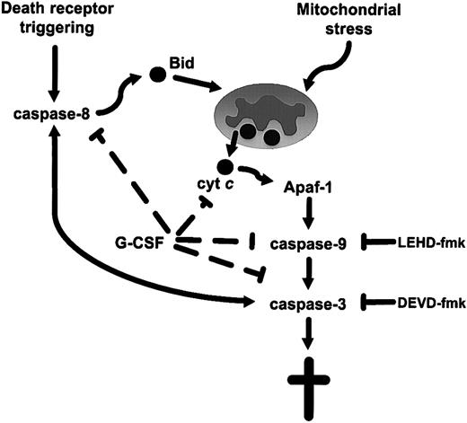 Fig. 6. A schematic model of apoptosis signaling in low-risk MDS progenitor cells. / The model proposes that the increased sensitivity to ligation of death receptors evidenced in MDS progenitor cells is due to the sensitization of these cells by constitutive activation of the mitochondrial axis. Triggering of death receptors, such as Fas, or direct targeting of mitochondria, results in the release of cytochrome c and downstream activation of caspase-9 via apoptotic protease-activating factor 1 (Apaf-1)–mediated apoptosome formation. G-CSF exerts its antiapoptotic—and hence its erythrogenic—effect by interfering with this mitochondria-dependent pathway.