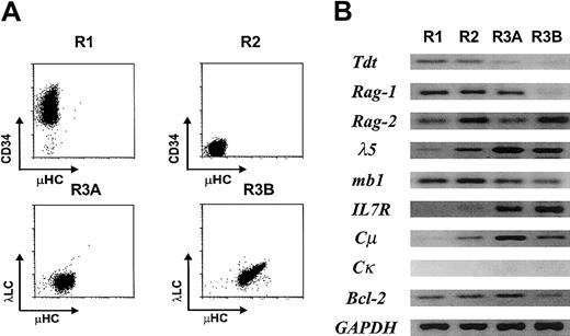 Fig. 3. Expression of B lineage–specific genes in the EU12 subpopulations. / (A) Each subpopulation of EU12 cells was purified by 2 rounds of FACS. (B) RNA obtained from each subpopulation was used in RT-PCR amplification of B lineage–specific genes as described in “Material and methods.” PCR products were visualized by ethidium bromide staining of agarose gels.