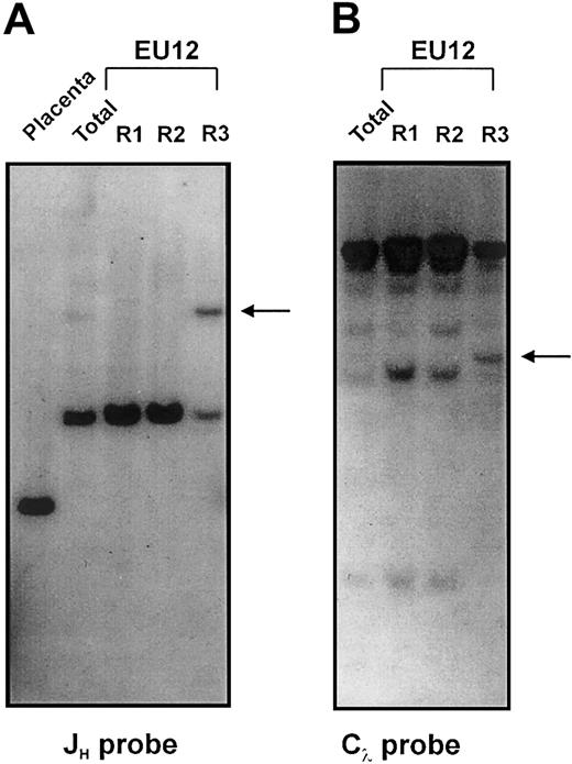 Fig. 4. Southern blot analysis of Ig gene configuration in the EU12 subpopulations. / gDNA from placenta and sorted EU12 subpopulations was digested withBglII before hybridization with a JH probe for IgH chain gene analysis (A), or with EcoRI before hybridization with a Cλ probe for Igλ L chain gene analysis (B). Arrows indicate HC and LC gene rearrangements in the R3 subpopulation.