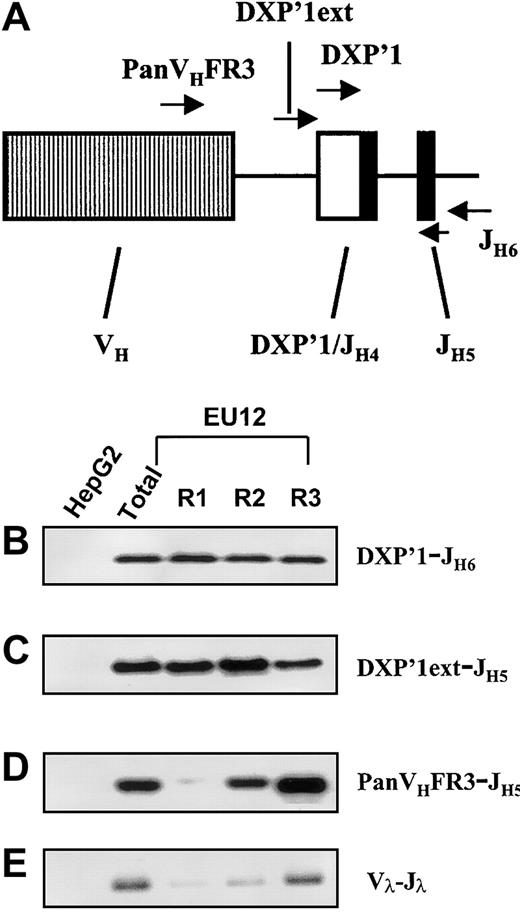 Fig. 6. Genomic PCR assay of Ig HC and LC genes in EU12 subpopulations. / The diagram (A) indicates the location of each oligonucleotide used in the PCR reactions. gDNA from unfractionated EU12 cells, each subpopulation of EU12 cells, and control HepG2 cells was used as the template for PCR amplification by primers DXP′1 (internal), and JH6 (B), DXP′1 (external), and JH5 (C), and PanVHFR3, and JH5 (D) for Ig HC gene and a set of primers for Igλ LC genes (E). PCR products were subjected to electrophoresis and blotted with probes JH5 (B), and DXP′1 (internal) for panels C and D or revealed with ethidium bromide staining of agarose gels (E).