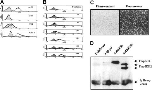 Fig. 1. Immature DCs express CAR, MHC class I, and αVβ5, and can be efficiently infected by replication-deficient adenoviruses. / (A) Immature DCs were examined for the expression of CAR, MHC I, αVβ3, and αVβ5 by FACS staining. Cells treated with isotype control antibody (filled histogram) were compared with cells treated with αVβ5, αVβ3, CAR, or MHC class I (HLA-A, -B, -C) monoclonal antibodies (open histogram). (B) Immature DCs were left uninfected or infected with Adβ-gal at various MOI, and examined after for the presence of β-galactosidase by FACS as described in “Materials and methods.” (C) Immature DCs were infected with AdGFP at an MOI of 100 and then examined for the presence of GFP by fluorescence microscopy (original magnification for both panels, × 20). Representative phase-contrast and fluorescent pictures are shown. (D) Immature DCs were left uninfected or infected with Adβ-gal, AdNIKdn, or AdIKK2dn at an MOI of 100. After 2 days, cells were lysed and extracts examined for the presence of NIKdn or IKK2dn by immunoprecipitation and Western blotting. An antibody directed against the flag epitope attached to NIKdn and IKK2dn but not β-gal was used as previously described.3339 In all panels, the results of 1 experiment representative of 3 independent experiments performed on samples from unrelated donors are shown.