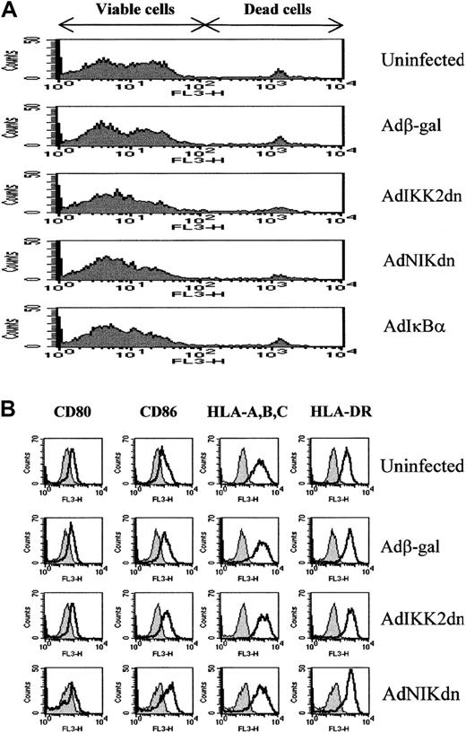 Fig. 2. The expression of IKK2dn or NIKdn in immature DCs does not affect their viability or differentiation state. / Immature DCs were left uninfected or infected with Adβ-gal, AdNIKdn, AdIKK2dn, or AdIκBα at a MOI of 100. (A) After 2 days, cells were examined for viability by PI staining and FACS. Late apoptotic and dying cells stain positive in this assay. (B) After 2 days, cells were stained for cell surface expression of CD80, CD86, HLA-A, -B, -C, and DR and examined by FACS. DCs stained with isotype control (filled histograms) or specific antibody (open histograms) are compared. The results of 1 experiment representative of 3 independent experiments performed on samples from unrelated donors are shown.